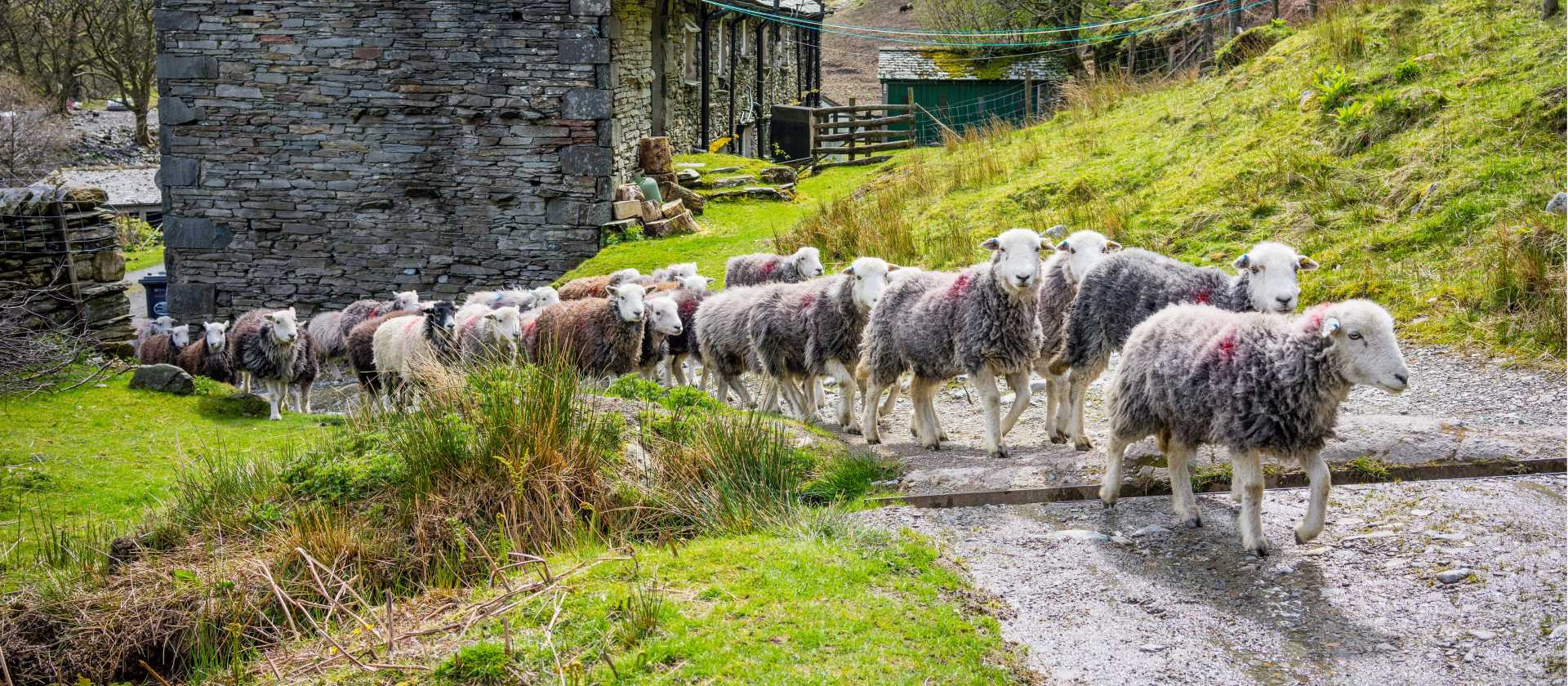 Herdwick sheep at a local farm in England's Lake District | John Hodgson