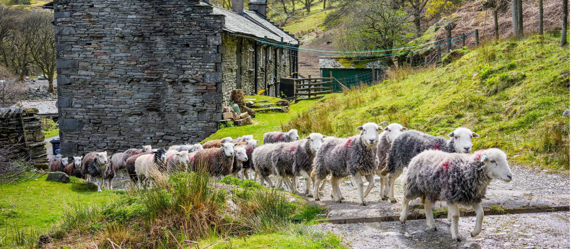 Herdwick sheep at a local farm in England's Lake District | John Hodgson