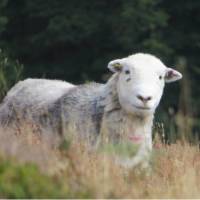 Herdwick sheep in the meadow | John Millen
