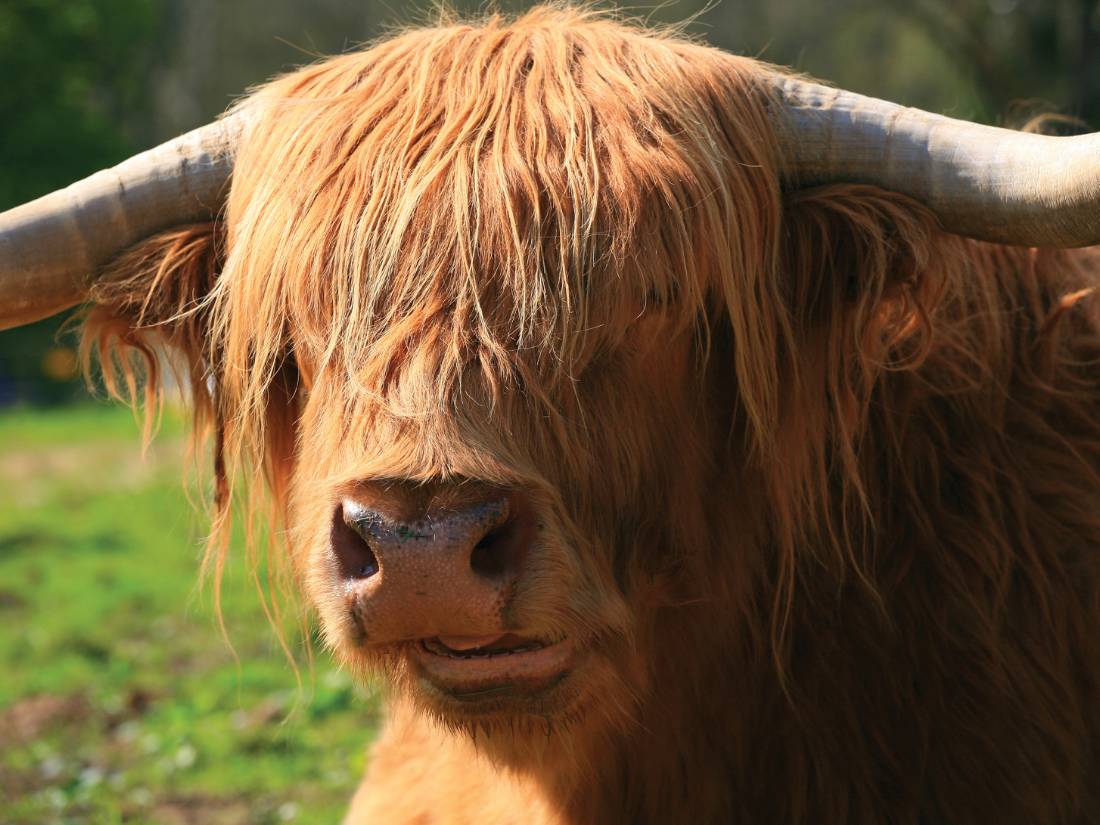 Highland Coo