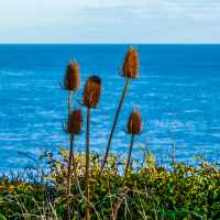 Sea views on the South West Coast Path near Exmouth | Diego Torres