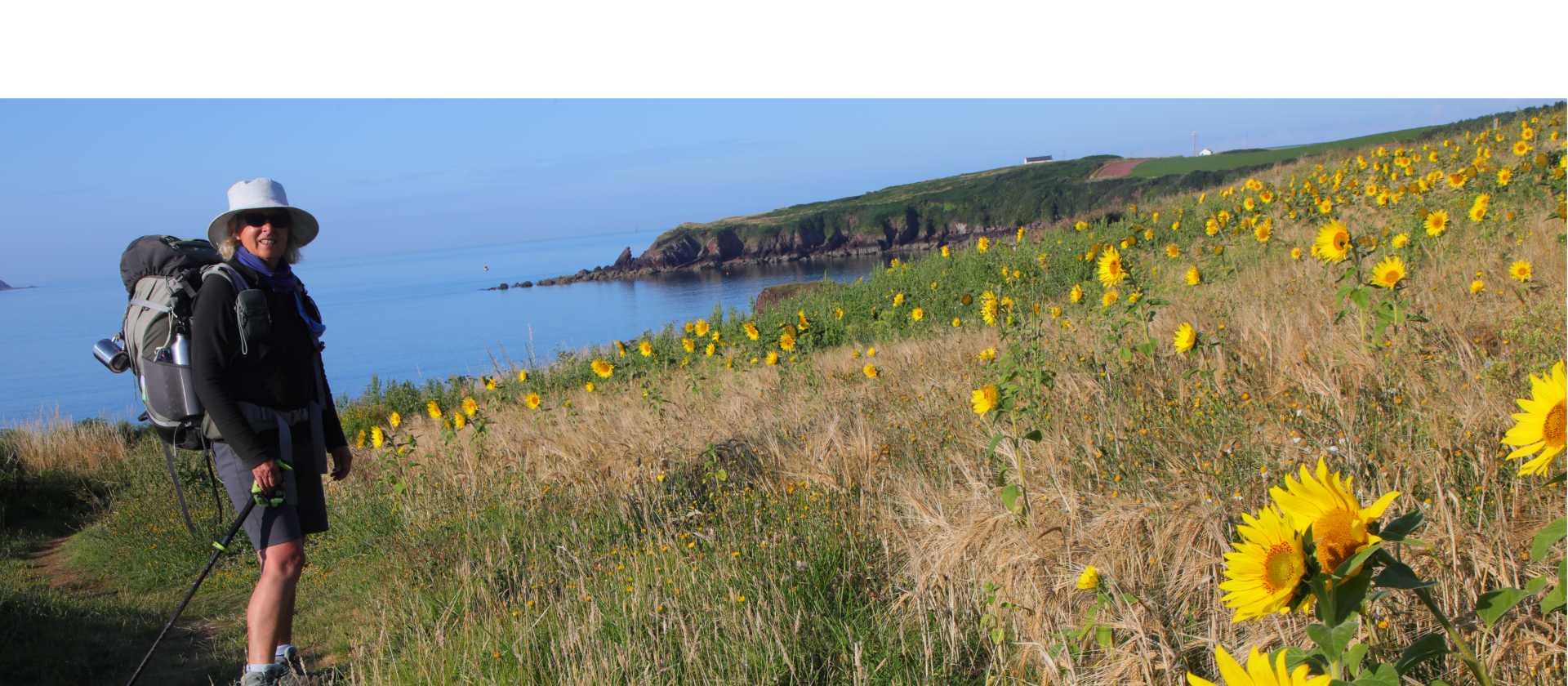 Sun Flowers above Sandy Haven | John Millen