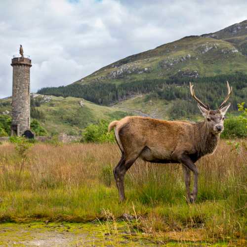 Red Deer By The Glenfinnan Monument