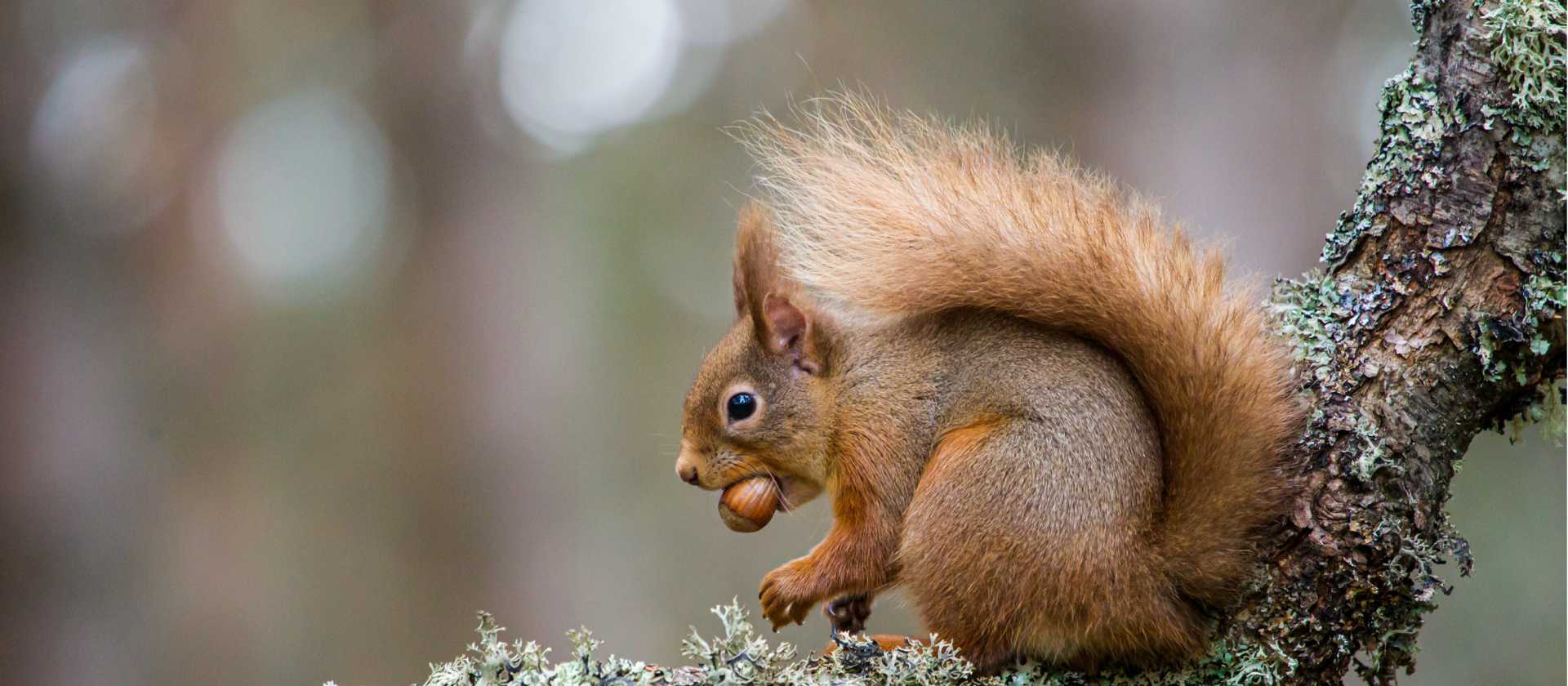 Red Squirrel, Cairngorm National Park | Wayne Marinovich