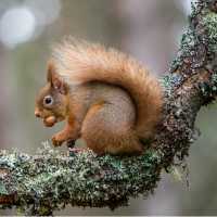 Red Squirrel, Cairngorm National Park | Wayne Marinovich