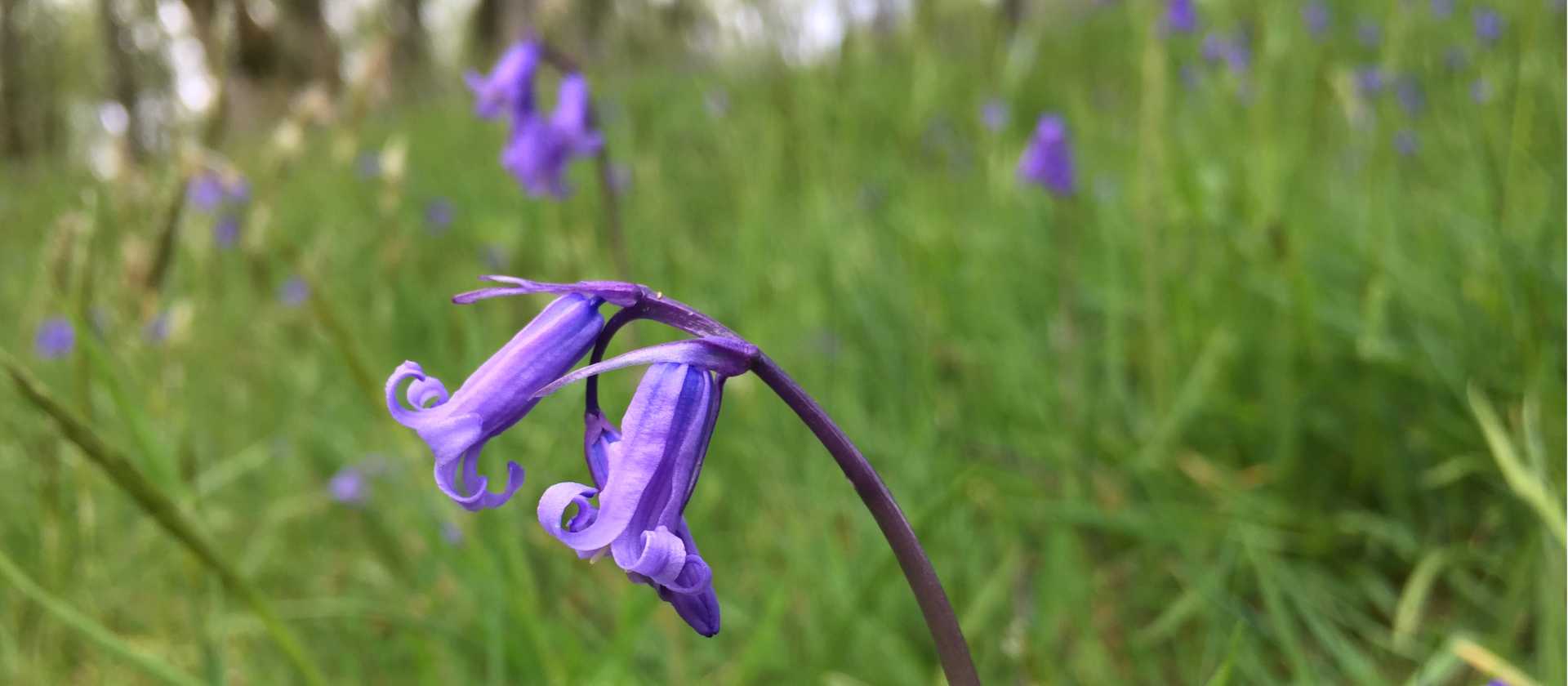 Scottish Bluebells in Springtime | Fiona Marshall