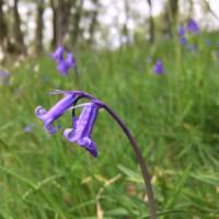 Scottish Bluebells in Springtime | Fiona Marshall