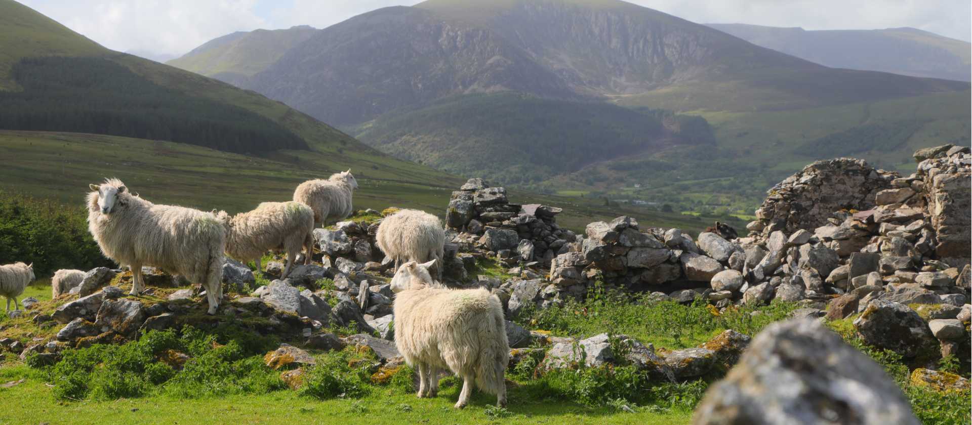 Sheep and Snoowdonia | John Millen