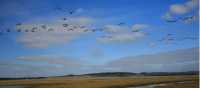 Flying over Newtown Bay