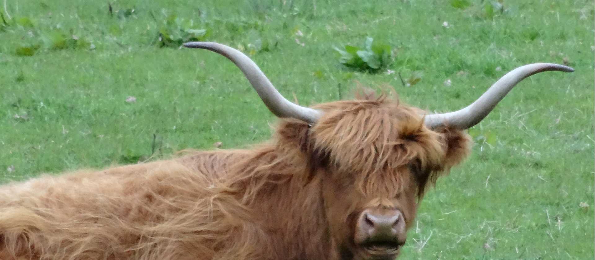 Green pastures for the Highland Cows