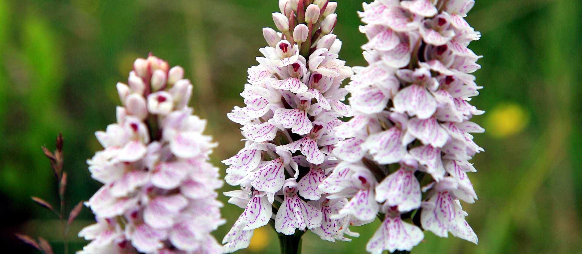 Spotted Orchids, West Highland Way, Scotland
