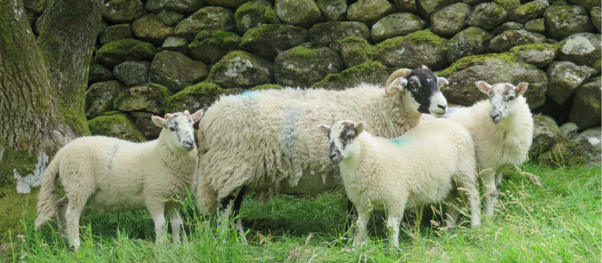Swaledale sheep