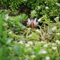 Puffin in Burrow | John Millen