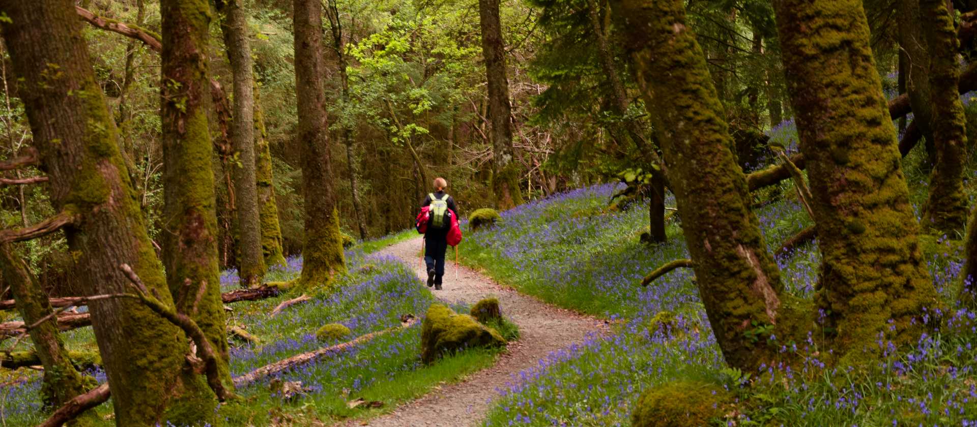 Walking amongst the Bluebells | Simone Salvatore