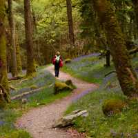 Walking amongst the Bluebells | Simone Salvatore