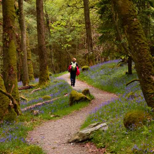 Walking amongst the Bluebells