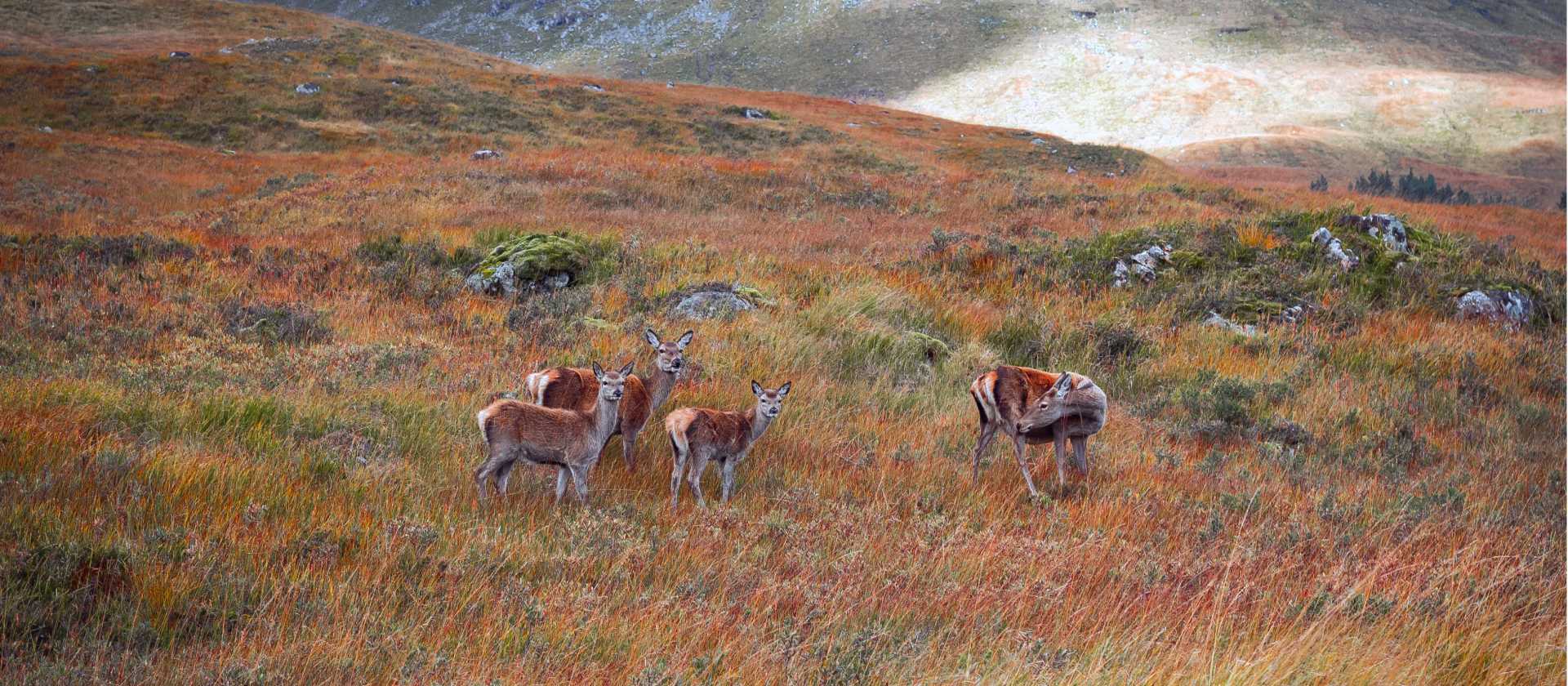 Red deer at Glannoch Mor | Anna Saveleva
