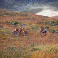 Red deer at Glannoch Mor | Anna Saveleva