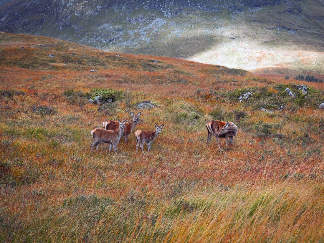 Red deer at Glannoch Mor |  <i>Anna Saveleva</i>