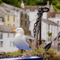 A seagull overlooking it all in Polperro, Cornwall | Sekau67