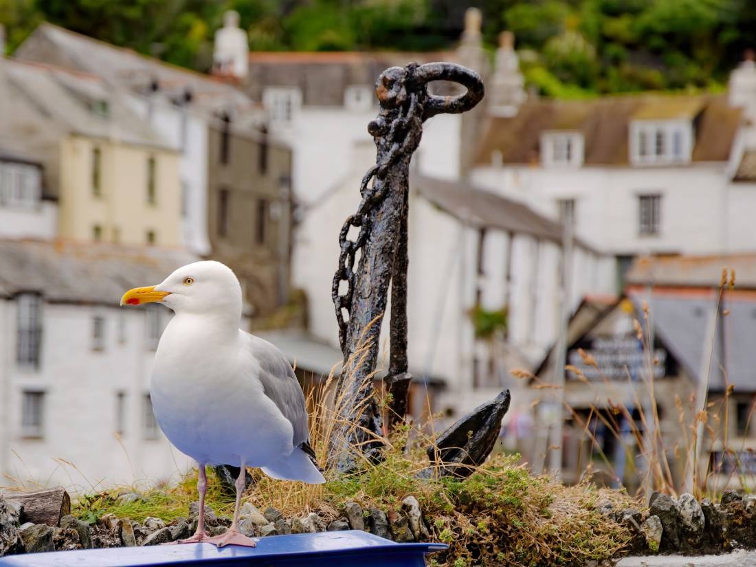 A seagull overlooking it all in Polperro, Cornwall |  <i>Sekau67</i>