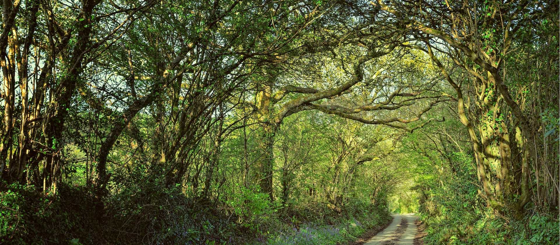 Shaded forest tracks along the South West Coast Path in Cornwall & Devon | jplenio