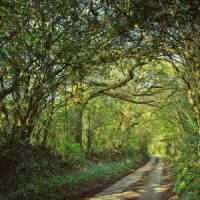 Shaded forest tracks along the South West Coast Path in Cornwall & Devon | jplenio