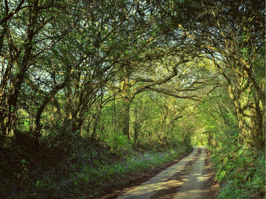 Shaded forest tracks along the South West Coast Path in Cornwall & Devon |  <i>jplenio</i>