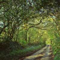 Shaded forest tracks along the South West Coast Path in Cornwall & Devon | jplenio