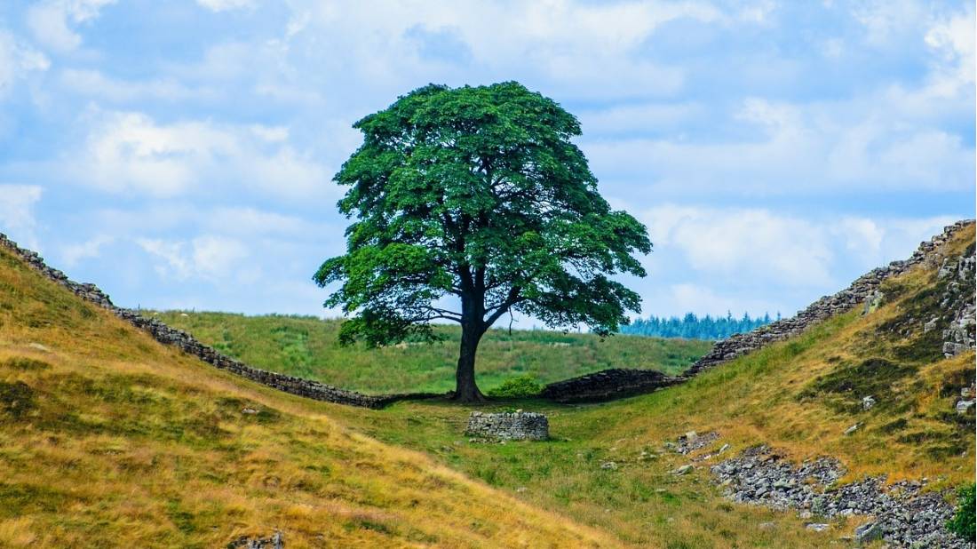 England's most famous tree at Sycamore Gap |  <i>PublicDomainPictures</i>