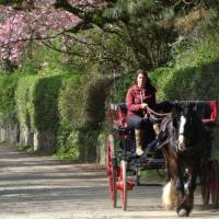 Rush hour on Sark | John Millen