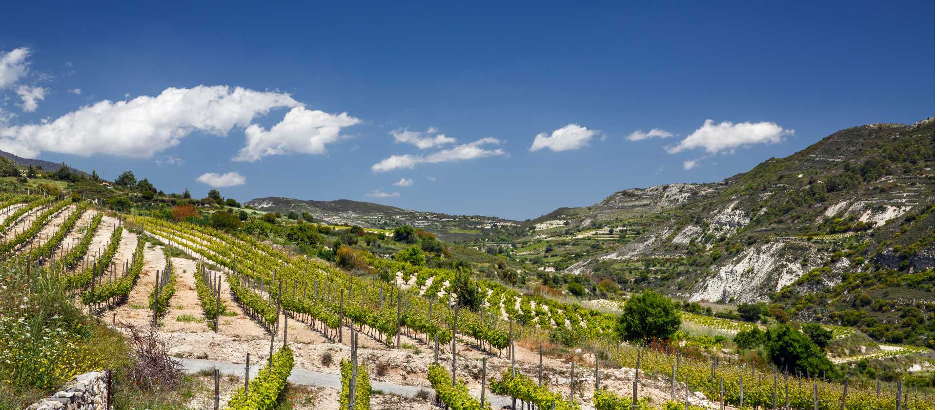 The Omodos Vineyards | Visit Cyprus