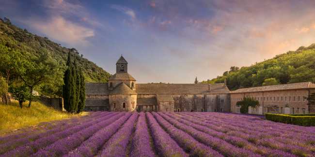 Rows of lavender flowers in bloom, Provence