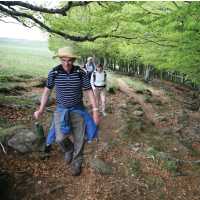 Beech trees near Aubrac