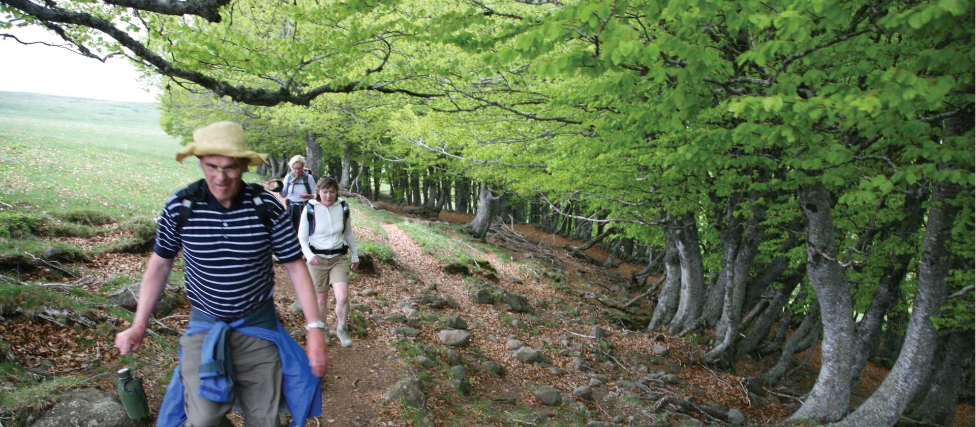 Beech trees near Aubrac
