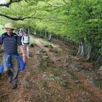 Beech trees near Aubrac