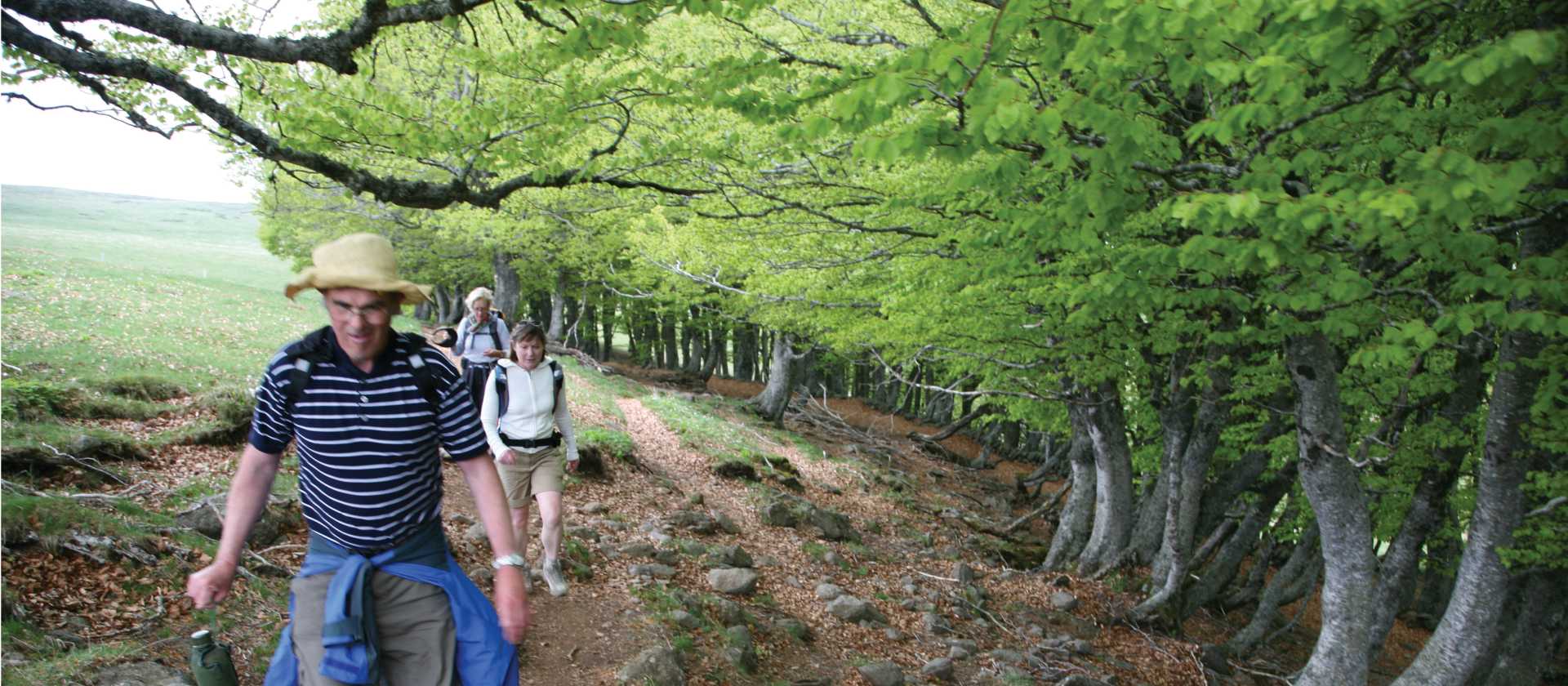 Beech trees near Aubrac