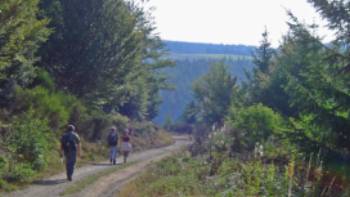 Mercoire forest on the Stevenson Trail in France's Cevennes