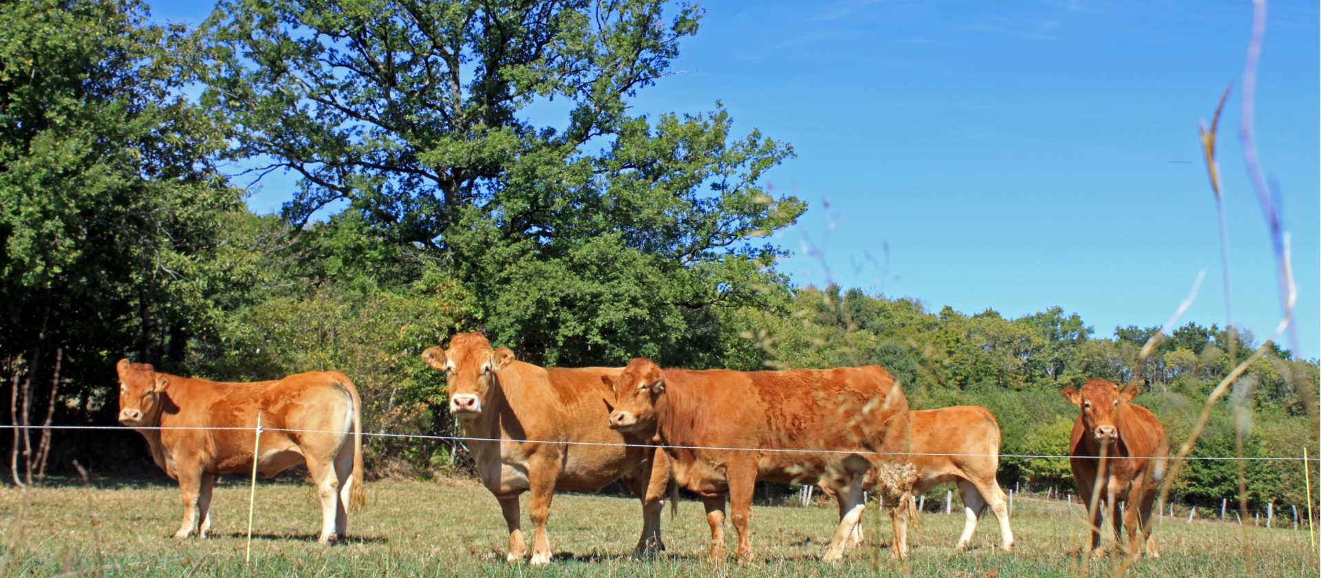 Limousin cows greet us on our walk in France | Nathalie Thomson