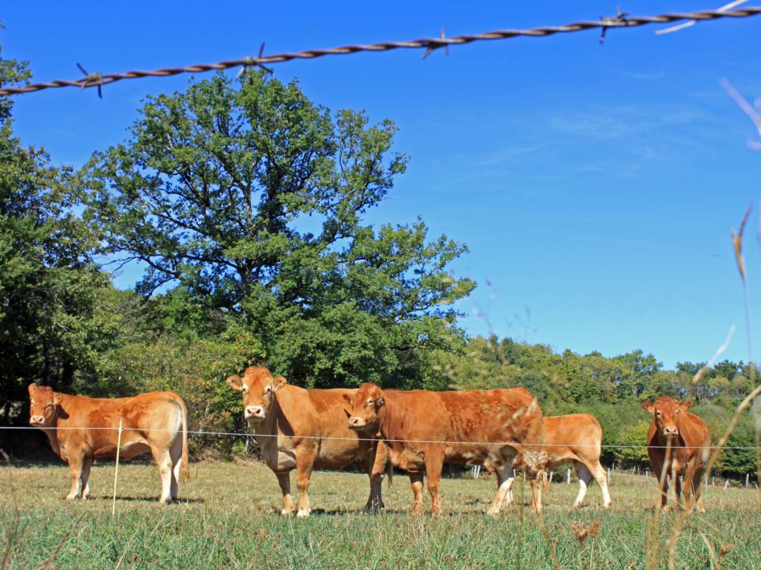 Limousin cows greet us on our walk in France |  <i>Nathalie Thomson</i>