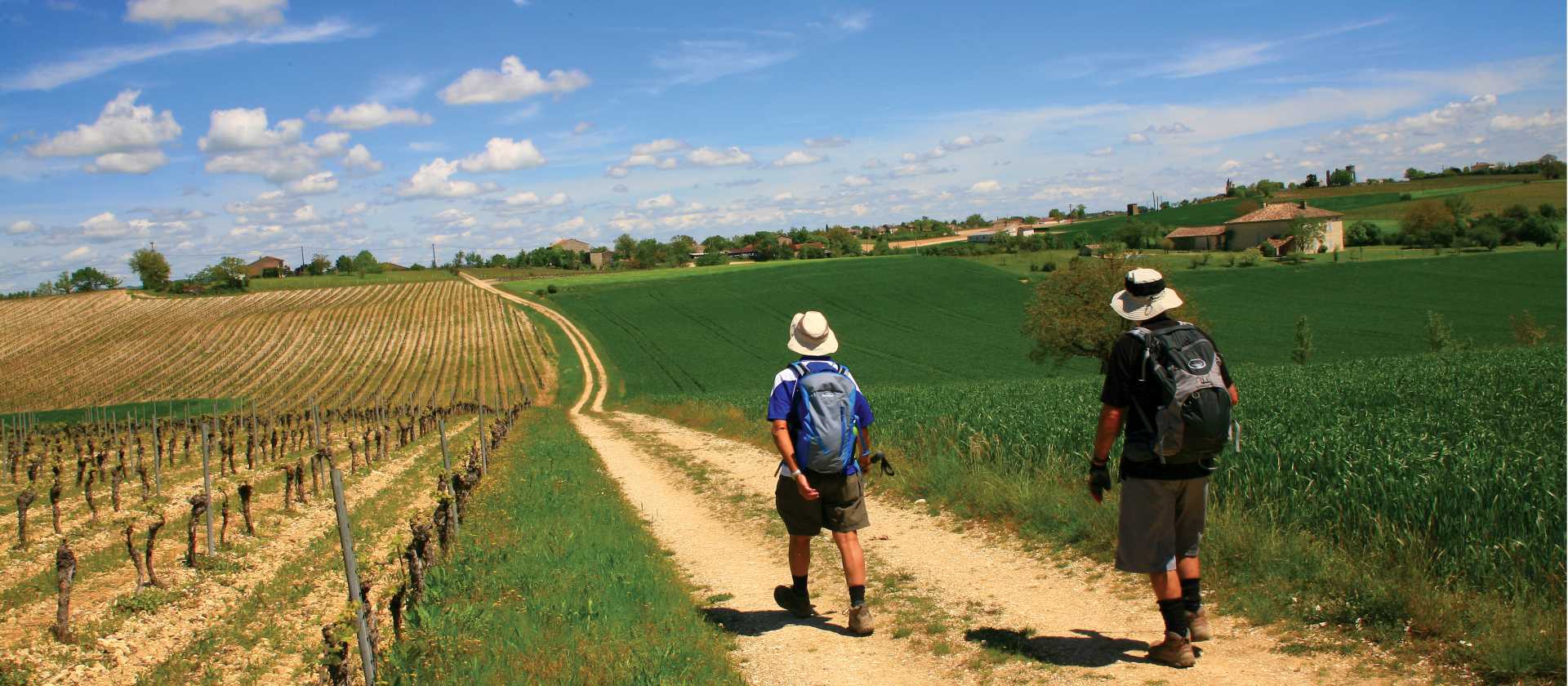 Vineyard walking