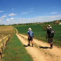 Vineyard walking