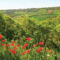 Poppies and views climbing La Combe, near La Vedillerie