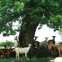 Goats near Lamastre