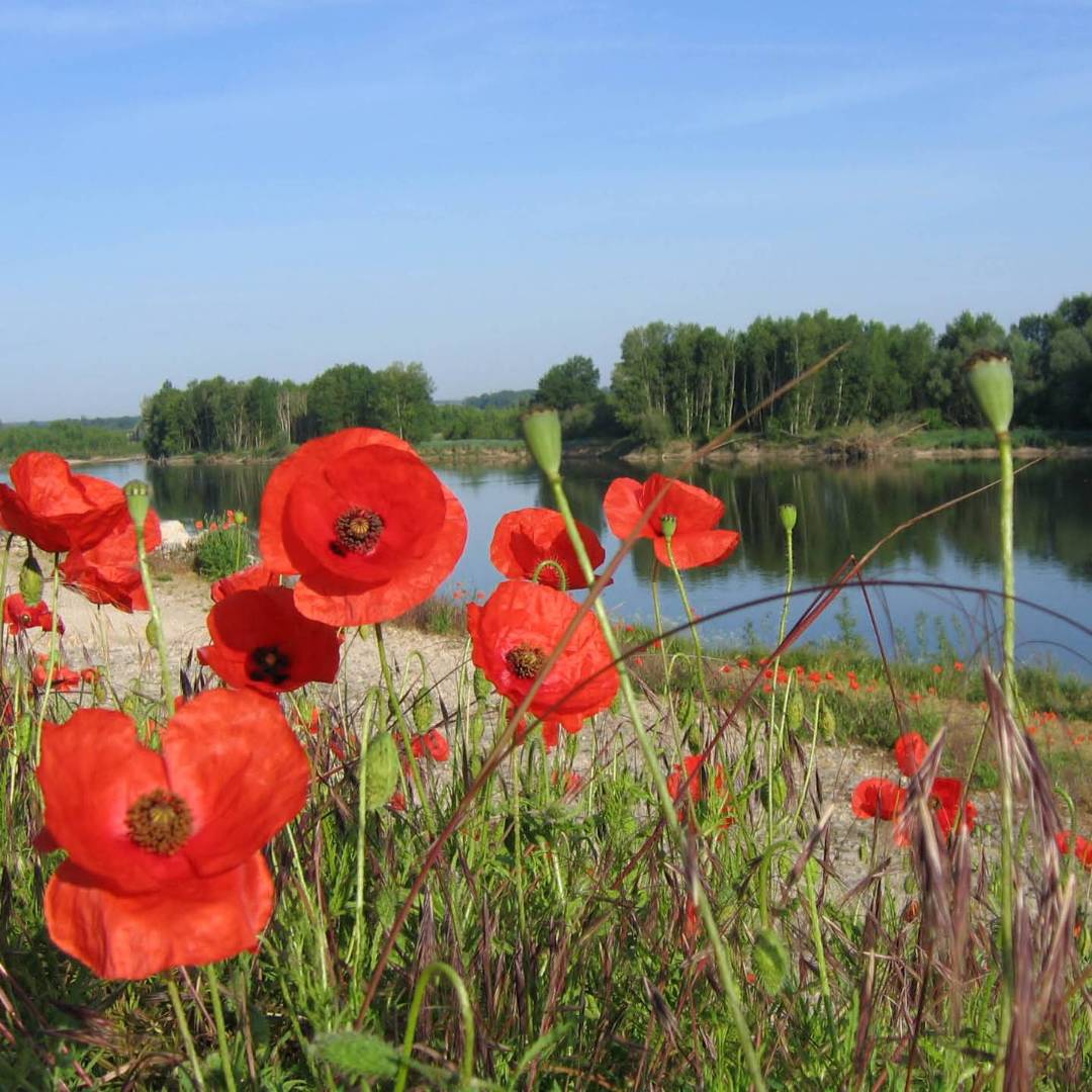 Poppies adorn the path along the Loire River | John Millen