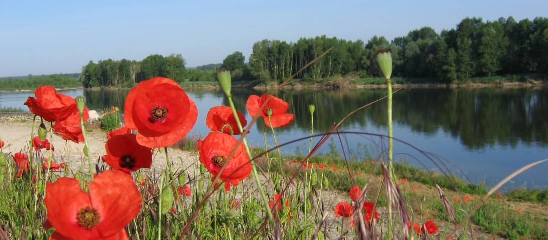 Poppies adorn the path along the Loire River |  <i>John Millen</i>