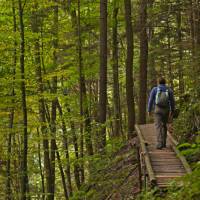 Boardwalks through a Bavarian forest | Will Copestake