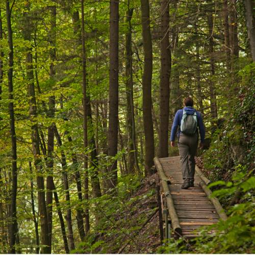Boardwalks through a Bavarian forest