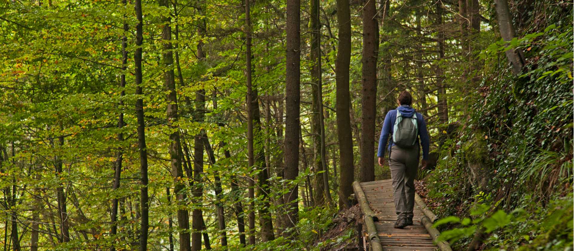 Boardwalks through a Bavarian forest | Will Copestake