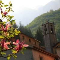 Spring flowering Camelia at Fornovolasco, Italy | John Millen